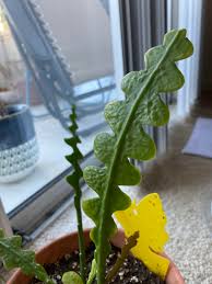 You might notice how the stems were spilling out of the smaller pot on the left, whereas this can have benefits of course, especially in preventing root rot, but be mindful of the combination. What S Going On With My Fishbone Cactus The Bumps Are Translucent On The Other Side Plantclinic