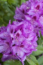 Florence Parks Rhododendron Monrovia Florence Parks Rhododendron Monrovia Plants Rhododendron Landscape Decor Diy