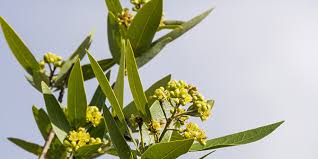 Maybe you would like to learn more about one of these? California Bay Laurel National Wildlife Federation