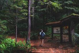 See full list on redwoodhikes.com How To See The Redwoods In Oregon Oregon Is For Adventure