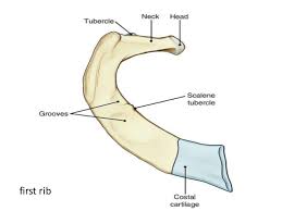 Tubercle of the first rib 4. The Ribs