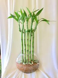 Lucky Bamboo In Beverly Hills Ca Apropos Floral Event Design Lucky Bamboo Plants Bamboo Plants Plants Indoor Design