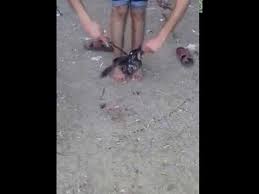 فكانوا إذا ذبحوا , نضحوا الدم على ما أقبل من البيت , وشرحوا اللحم وجعلوه على ال. Ù†Ø³Ø§Ø¡ ØªØ°Ø¨Ø­ Ø§Ù„Ø¨Ø· Farizmedia Com