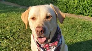 Is adopting a dog free? The Labrador Rescue Trust Labradorrescue Twitter