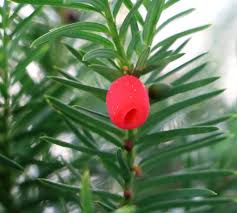 Check spelling or type a new query. Yew Planting Pruning And Caring For Yew Including Topiary