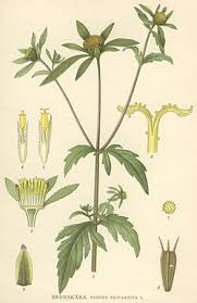 Image result for Bidens flagellata