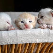 أسباب و علاج خدش القطط للأثاث دليل العيادات البيطرية دكتور بيطري بين يديك