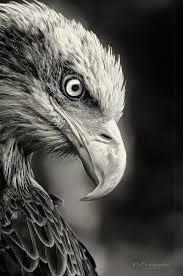 Pin By Lilou On Earth Animals Black And White Wildlife Photography Animal Photography