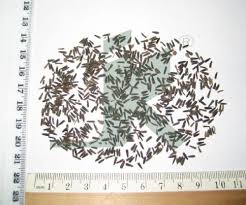 Image result for Vernonia anthelmintica