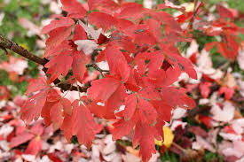 The leaves were smaller than normal and had a beautiful shade of red along the edges. All Season Trees Paperbark Maple Msu Extension