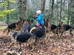 Healthy, purebred german shepherd puppies directly from ethical breeders. Wanderung Mit Einem Rudel Deutscher Schaferhunde Airbnb