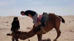 Valitse laajasta valikoimasta samankaltaisia kohtauksia. Tourist In Algeria Shows How Not To Dismount A Camel In Funny Liveleak Video Metro News