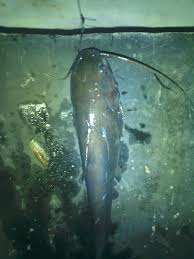 Mancing ikan sembilang, mancing ikan baronang, mancing pakai umpan lontong, mancing umpan pisang ikan lele yang direndam di air laut adalah ikan lele yang akan kami makan. Teknik Dan Umpan Jitu Mancing Ikan Sembilang Kailbayu