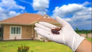 Le blatte possono invadere casa e mettere a rischio la nostra salute, ecco tutti i trucchi per eliminarle. Allontanare Gli Scarafaggi Da Casa 5 Rimedi Naturali