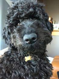 Pin On Carrieres 2 - Amrita Riar