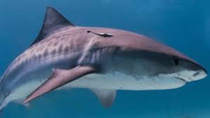 C'était il y a quelques temps , l'apparition de l'aileron de requin proche des baigneurs à créee une psychose comme. Les Requins Dans Le Monde Nausicaa Centre National De La Mer