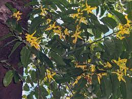 Technical specifications, tonnages and management details are derived from vesselfinder database. Cananga Odorata Wikispecies