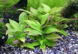 Image result for Hygrophila cataractae