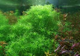 Image result for Syngonanthus exilis