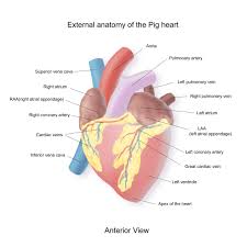 Science Source Stock Photo Pig Heart Exterior Anatomy