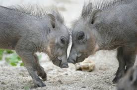 Image result for warthogs
