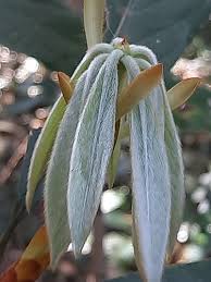 Image result for Actinodaphne