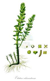 Image result for Elatinaceae