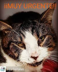 Reposted From Caladoptarun Urgentenecesitamos Casa De Acogida Para Jose Jose Continua Recuperandose Pero Necesitamos Una Casa De Acogida Que Le P In 2020 Cats Animals