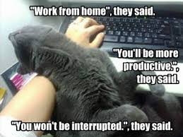 The best way to appreciate your job is to imagine yourself without one. Best Working From Home Memes Of 2020 From Virtual Vocations