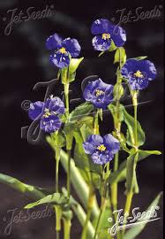 Image result for Commelina