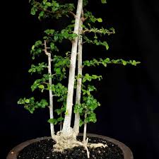 Jual Bakalan Bonsai Pohon Serut Streblus Asper Panorama Grouping Prospek Di Lapak Toko Afdhol Bukalapak