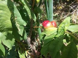 February and march are a very busy time at the nursery with the 'budding' season, when the varieties are 'budded' onto the rootstocks which were planted last winter (mainly in the ground, except for citrus which are all container grown). 4 Steps To A Whole New Fruit Tree With The Bud Grafting Technique