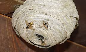 Wespen Vertreiben Selbst De Wespen Vertreiben Wespennest Wespe