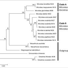Image result for Lophiocarpus tenuissimus