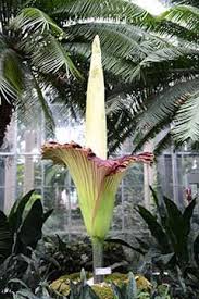 Amorphophallus Titanum Titan Arum Indonesia A Cluster Of Many Flowers 7 12 Ft High Largest In World Weighing Up To 170 Lb