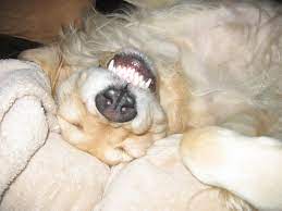 Check spelling or type a new query. Golden Retriever Google Search Golden Retriever Golden Retriever Breeder Funny Dogs