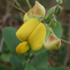 Image result for Crotalaria retusa