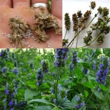 Image result for Salvia hispanica
