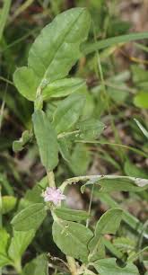 Image result for Zaleya