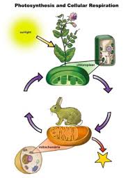 Glycolysis occurs in the cytoplasm of cells and does not require show a mathematical equation to support your answer. The Products Of Photosynthesis Are The Reactants Of Cellular Respiration And Vice Versa Quizlet