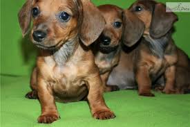 Use our puppy finder at the top of the page to find your perfect puppy from one of the reputable dog breeders in our network and give them a forever home! Izzy Dachshund Puppy For Sale Near San Diego California 22231bd5 6d21