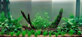 Layout 2 Tropica Planted Aquarium Freshwater Aquarium Plants Aquarium