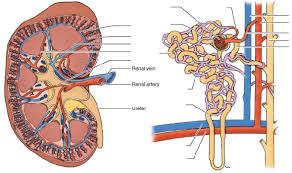 These give off a series of branches which enter the cortex as interlobular arterioles. Label The Blood Vessels And Parts Of The Nephron By Select Chegg Com