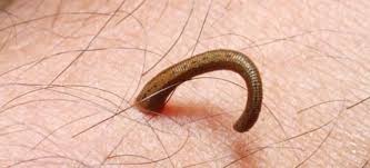 Menjabarkan arti mimpi cacing barangkali masih ada hubungannya dengan mimpi cacingan serta arti mimpi cacing keluar dari badan karena itu adalah hal yang tidak asing di alami dalam tidur kita. Tidur Cacing Dari Mulut Angka Ajaib Apa Yang Memprediksi Cacing Mimpi