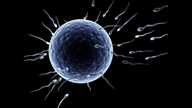 Quá trình từ thụ tinh đến khi phôi làm tổ trong tử cung thường kéo dài khoảng 6 - 12 ngày