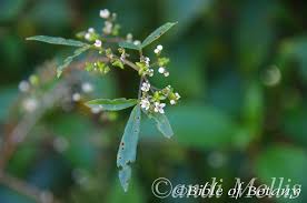 Image result for Zeuxine elongata