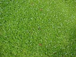 Image result for Bacopa monnieri