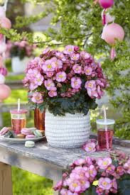 The New Plant Begonia Macarose Dreams Beekenkamp Plants Flower Planters Flower Food