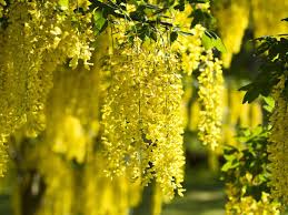 Maybe you would like to learn more about one of these? How To Grow Laburnums Saga