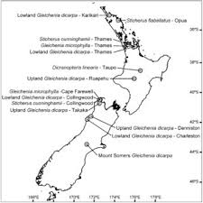 Image result for Gleichenia elongata